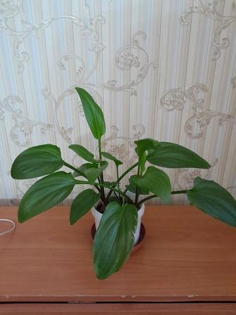 Дримиопсис продам