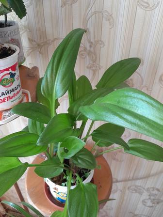 Дримиопсис продам