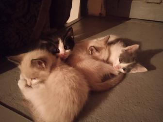 Милые котята бесплатно
