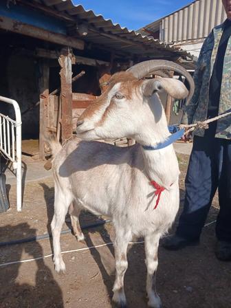 Дойная альпийская коза