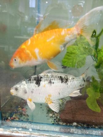 Аквариумные рыбки карп