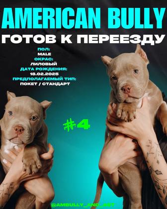 Щенок американского булли (мальчик)