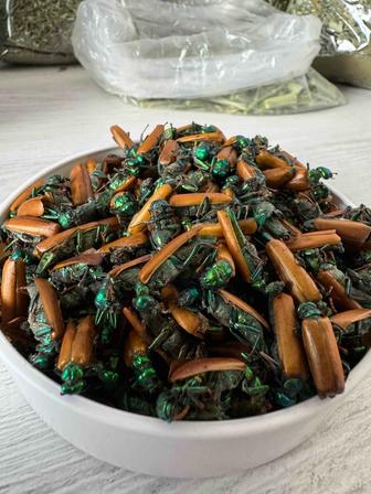 Алтын коныз майский жук золотой жук