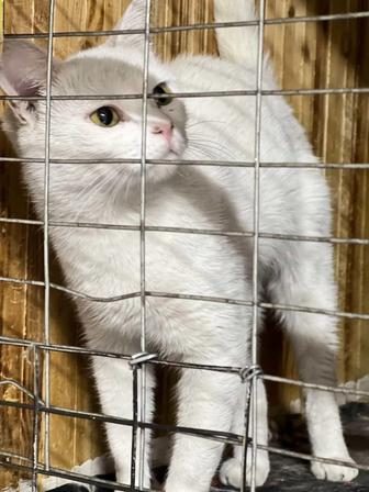 Отдам белого кота