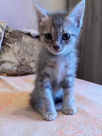 Котята в хорошие руки!