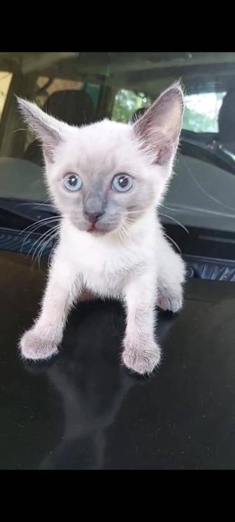 Отдам котят в хорошие руки