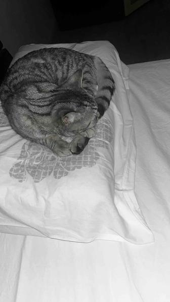 Отдам кота в хорошие руки