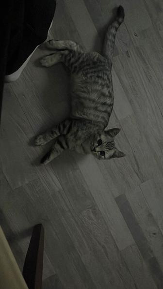 Отдам кота в хорошие руки