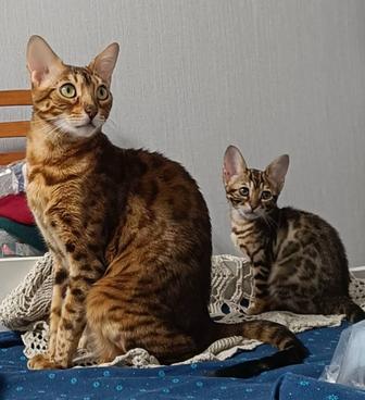 Котята бенгальские