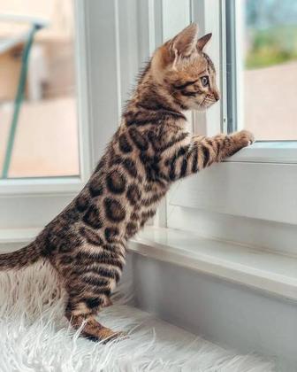 Котята бенгальские