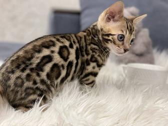 Котята бенгальские