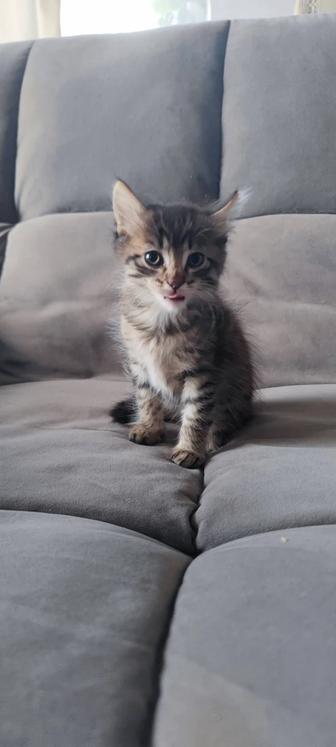 Отдам котят