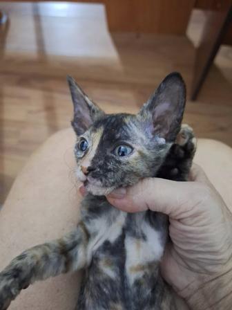 Котята Донской сфинкс. Продам