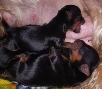 Йоркширский терьер Чистокровные с документами, клеймо