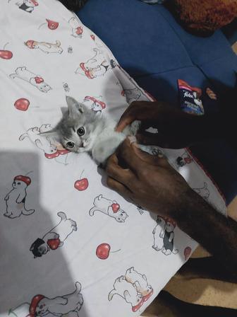 Британец мальчик котенок 2 месяцев