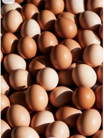 Куры яйца домашние