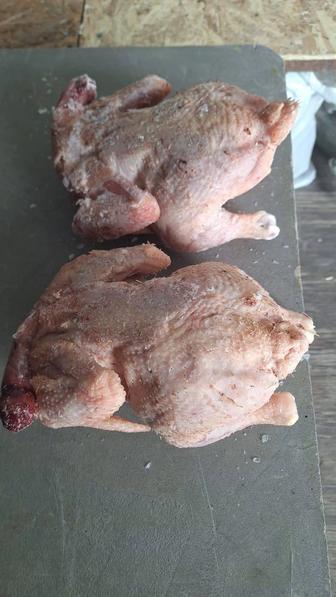 Оптом бройлеры