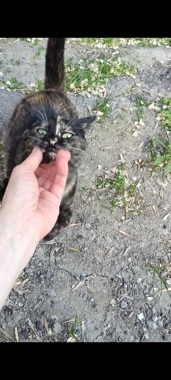 Котенок девочка стерилизованная