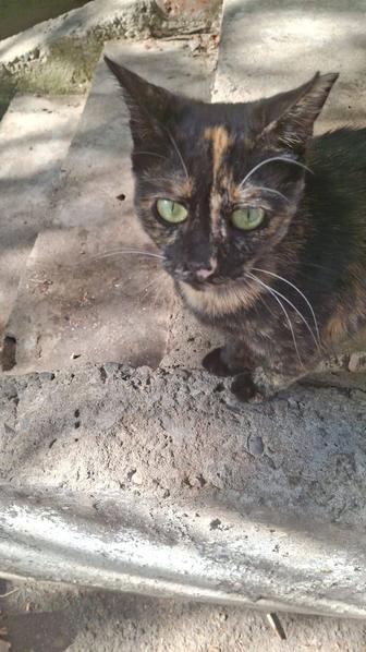Кошка стерилизованна
