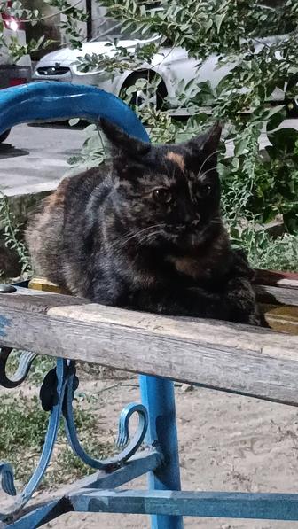 Кошка стерилизованна