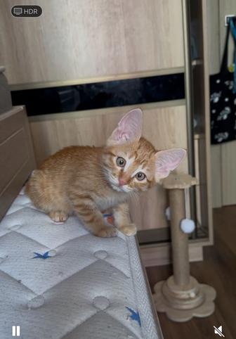 Котенок