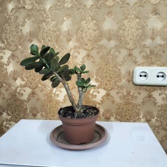 продам денежное дерево