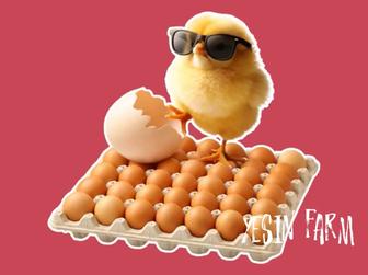 Ломан браун инкубационные яйца несушки для стабильной яйценоскости