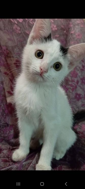 Котята в добрые руки!