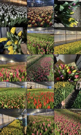 Тюльпаны по 330