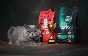 Британские котята