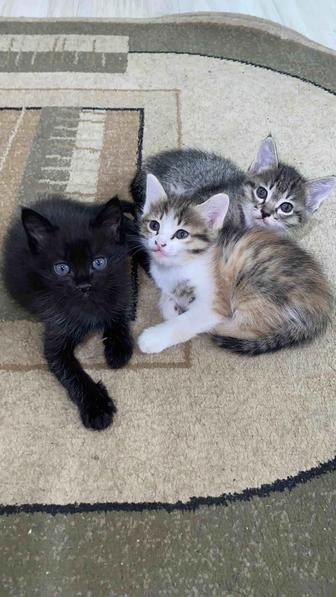 Котята