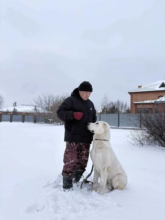 Дрессировка собак