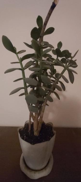 Денежное дерево Крассула.