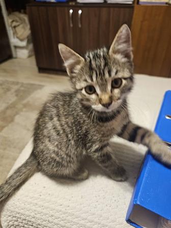 Уникальные котята породы Хаус (Домашняя камышовая кошка)