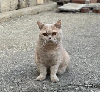 Утеряна кот британской породы, Персик 5 лет.