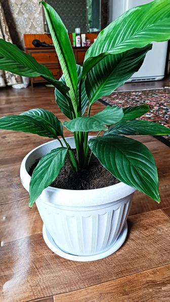 Спатифиллум Женское счастье