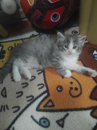 Отдам котят в хорошие руки