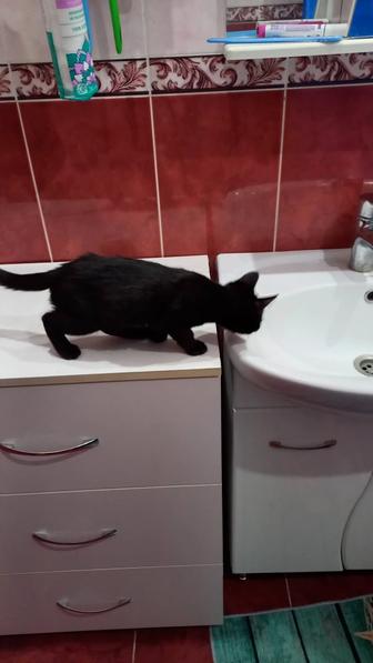 Кошки бесплатно