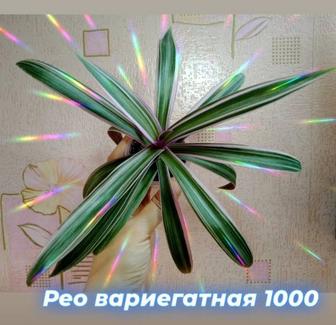 Рео вариегатная