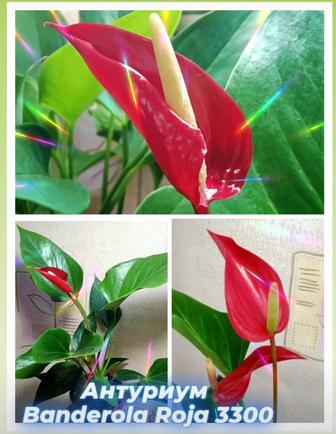 Комнатные растения разные