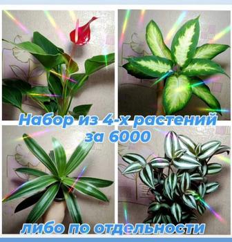 Антуриум, Рео, Традескация, Диффенбахия