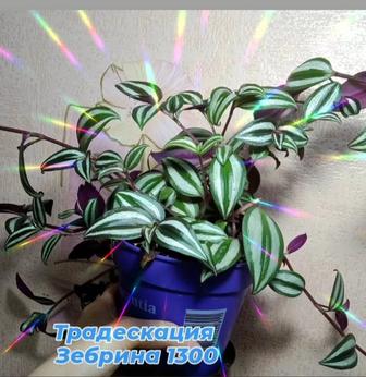 Традесканция, Рео