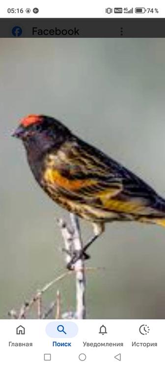 Птицы певчие