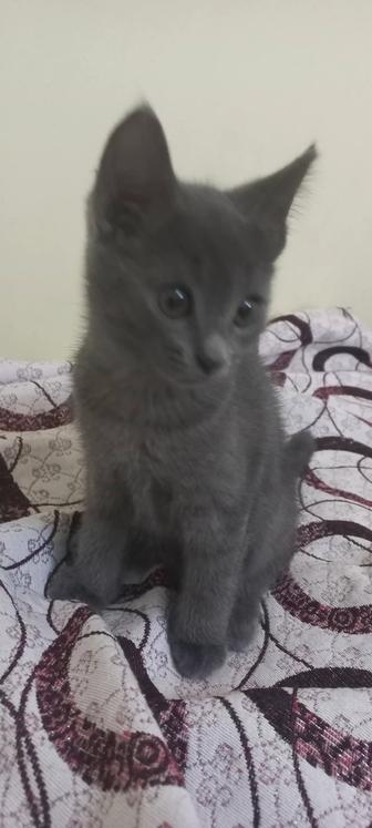 Отдам в добрые руки котят