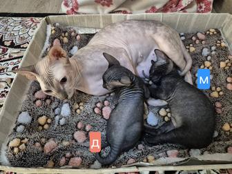 Котята донского сфинкса