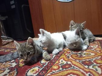 Отдам даром котят (самовывоз)
