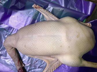 Продам тушки гусей, цена договорная