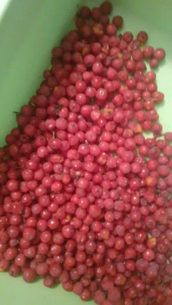 Продам калину дачную, свежую