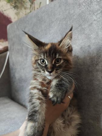 Котята Мейн Кун