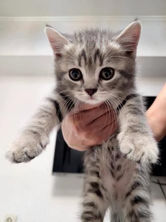 Продам котят